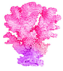 coral isolated on white background