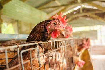 Close-Up Of Rooster In Cage Livestock  in  industrial farm