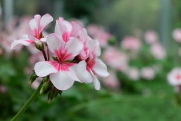 Fototapeta na wymiar pink flower in the garden