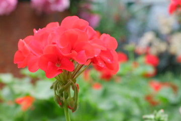 Obraz premium red flower in the garden