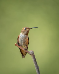 Female Rufous Hummingbird