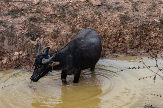 Kambodscha - Angkor - Wasserbüffel auf der Fahrt von Beng Mealea nach Siem Reap