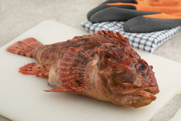  Fresh raw red scorpionfish
