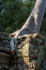 Kambodscha - Angkor - Ta Prohm