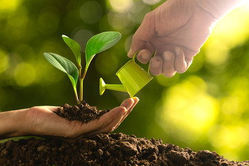 closeup hand of person holding abundance soil with young plant in hand and watering  for agriculture or planting peach nature concept.