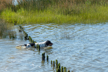 BASSIN D'ARCACHON (France), setter tricolore à la chasse