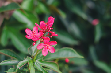 Jatropha integerrima flowers small red selective focus on green background.