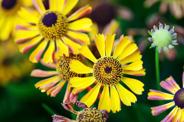 Obraz premium Beautiful orange red yellow petal flowers in the garden. Field of autumn daisies flowers. green soft background. selective focus.