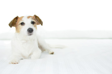 PORTRAIT OF A JACK RUSSELL DOG RESTING ON HUMAN BED