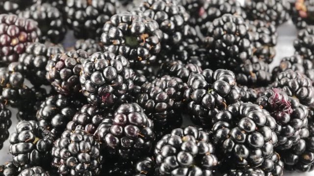 Rubus Ulmifolius