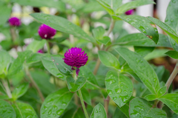 globe amaranth. (gomphrena Globosa) flowers in park on summer.