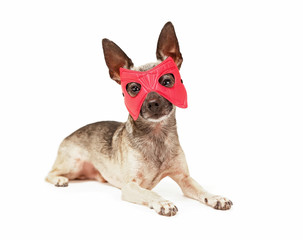 cute chihuahua with a super hero mask on isolated on a white background