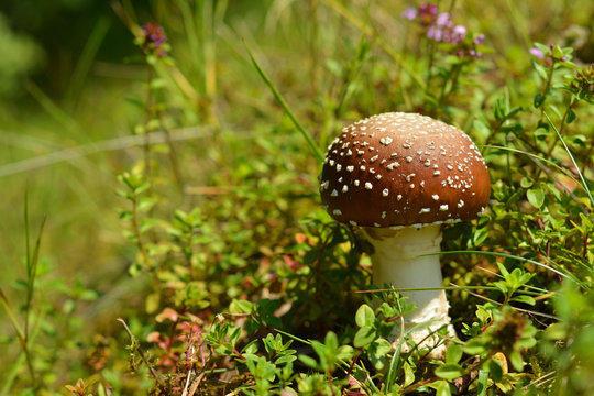 amanita pantherina mushroom