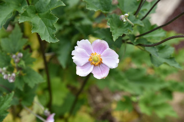 Anémone hupehensis en été