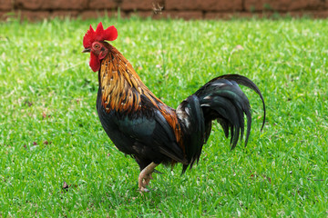 Chicken walking in the grass. Hen walking in the grass.