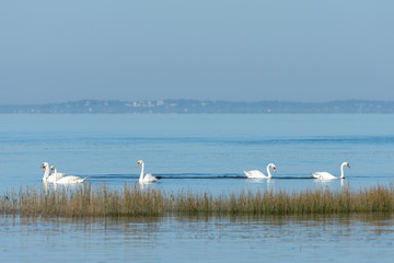 BASSIN D'ARCACHON (France), cygnes sur la baie