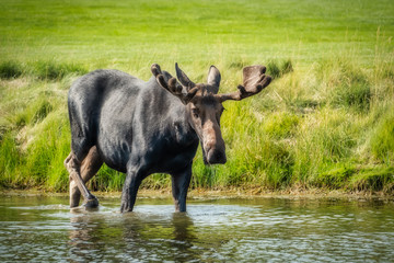 Fototapeta na wymiar Bull Moose 
