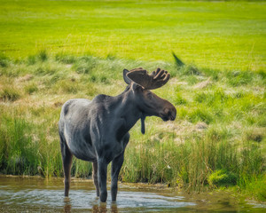 Bull Moose 