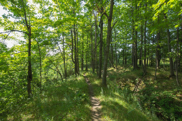 Path in to the Bruce Trails Split Rock Narrows