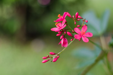 Jatropha integerrima flowers small red selective focus on green background.
