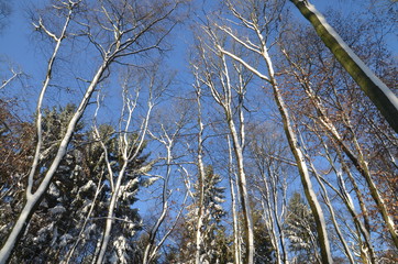 Winterwald Schnee
