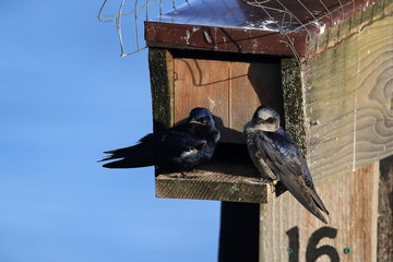 purple martin (Progne subis)  vancouver island canada 