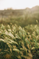 vegetation green leaves dawn dew rays sun