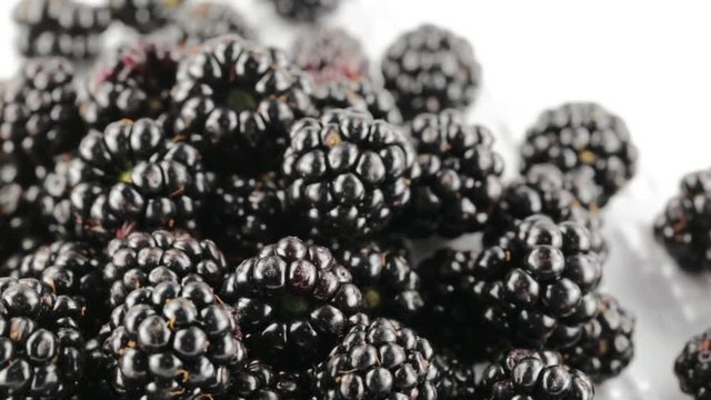 Rubus 