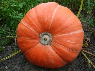 Pumpkin large size, close-up