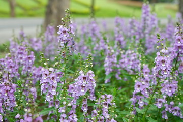Beautiful purple flowers