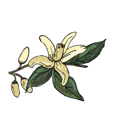 Sketch branch orange on an isolated background. Hand drawn liner.