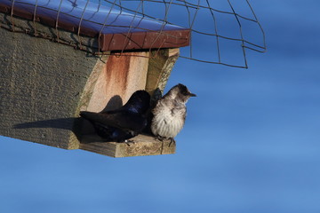 purple martin (Progne subis)  vancouver island canada 