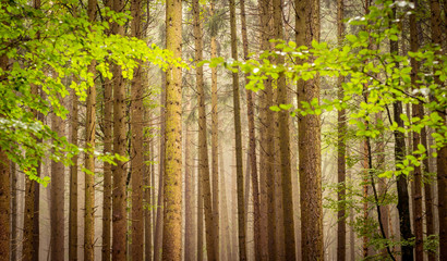 Fototapeta na wymiar Fog in a forest of fir trees