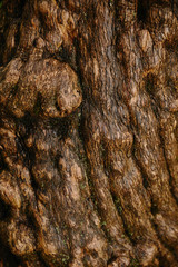 close up of brown old oak bark