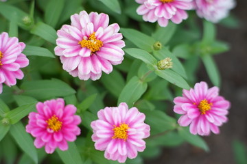 Fototapeta premium Beautiful purple flowers