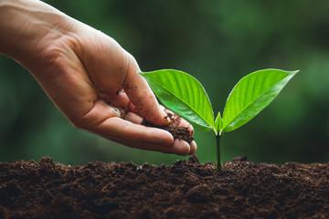 Young tree Tree Planting Tree care Watering a tree in nature