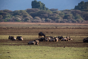 Gnuherde im Manjara Nationalpark