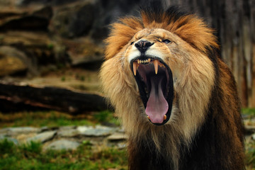 Obraz premium Lion. The lion with his open mouth wide open