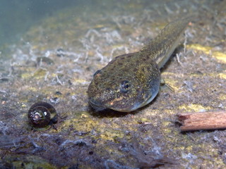 Tadpole or Pollywog in Pond