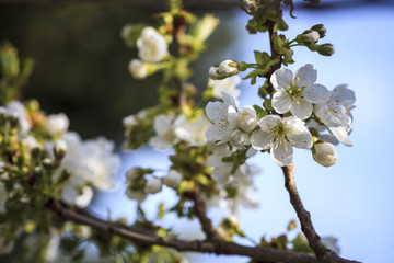 Kirschblüten