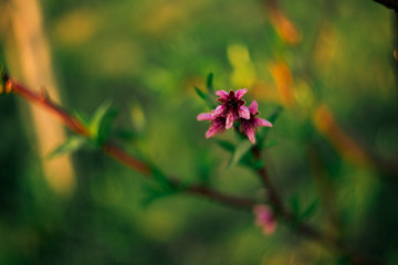Fototapeta na wymiar purple pink blossom with green background