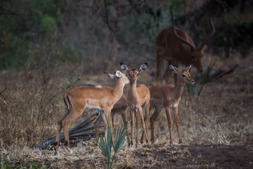 Gazellen in der Serengeti