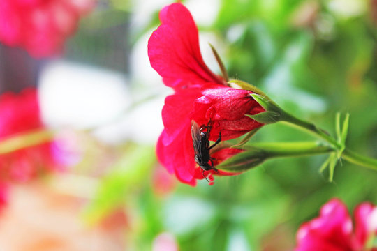 la abeja entre el rosado  