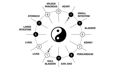 Circadian clock of the main meridians of the body according to Chinese medicine - 12 hours - Black is yin, white is Yang