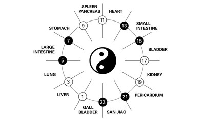 Circadian clock of the main meridians of the body according to Chinese medicine - 24 hours.  Yin yang indicator : black is yin whereas white is yang.  Rhythms of the organs of human body on 24 hours - obrazy, fototapety, plakaty