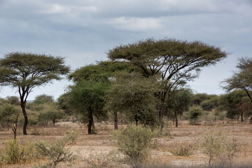 Fototapeta premium Akazien in Afrika