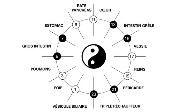 Horloge circadienne des principaux m&eacute;ridiens du corps selon la m&eacute;decine chinoise avec indication polarit&eacute; yin yang et organes humains sur une horloge de 24 heures. Noir repr&eacute;sente yin, blanc est yang