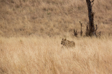 Löwe (Panthera leo)