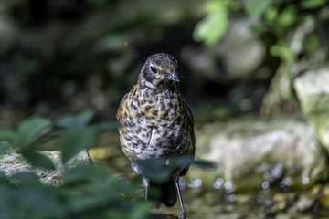 Juvenile Robin in a rocky stream