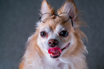 cute brown chihuahua wear black round glasses with grey leather background